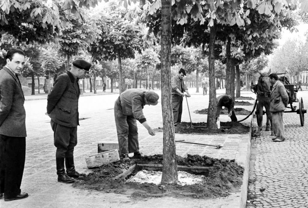 18-Поливане по Цар Освободител 1950 год