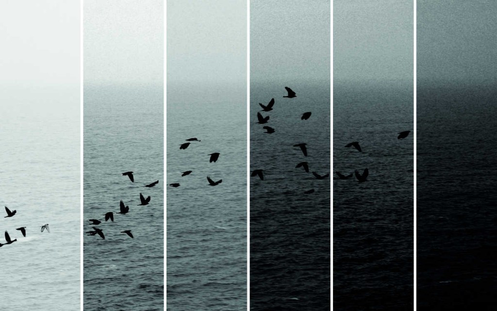 Mihaela_Mihailova_Birds