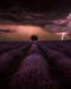 Lavender storm - 2021