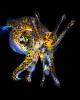 Bobtail_squid
