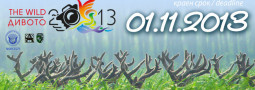 ДИВОТО 2013 започна!