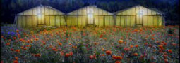 международен конкурс “Obiettivo Agricoltura 2011” (Италия)