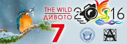 The Wild / Дивото – FIAP 2016/486; APB 2016/010