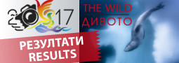 The Wild 2017 – RESULTS
