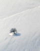 Gencho Ivanov Petkov, EFIAP - Lonely tree