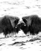 Head to Head
