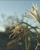 6. Лилия / Lilium - 2020