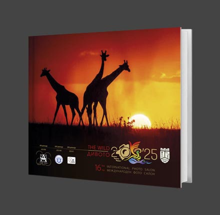 16th_The_WILD_album_cover_banner