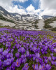 15. Минзухари в Рила… или „1/3 Зима & 2/3 Пролет“ – Май 2021 год. / Wild Crocuses