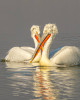 6. Пеликани / Pelicans